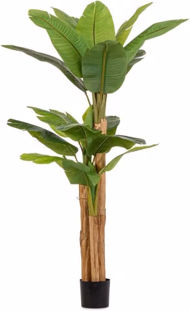 Pianta Artificiale di Banano Verde Giordanoshop con Vaso, L: 115 cm, P: 115 cm, H: 200 cm