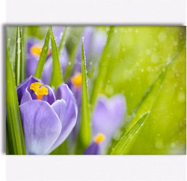 Quadro Canvas Fiori della Sorgente del Croco di Signorbit, Illustrazione Botanica Viola su Telaio in Legno, L: 140 cm, H: 100 cm