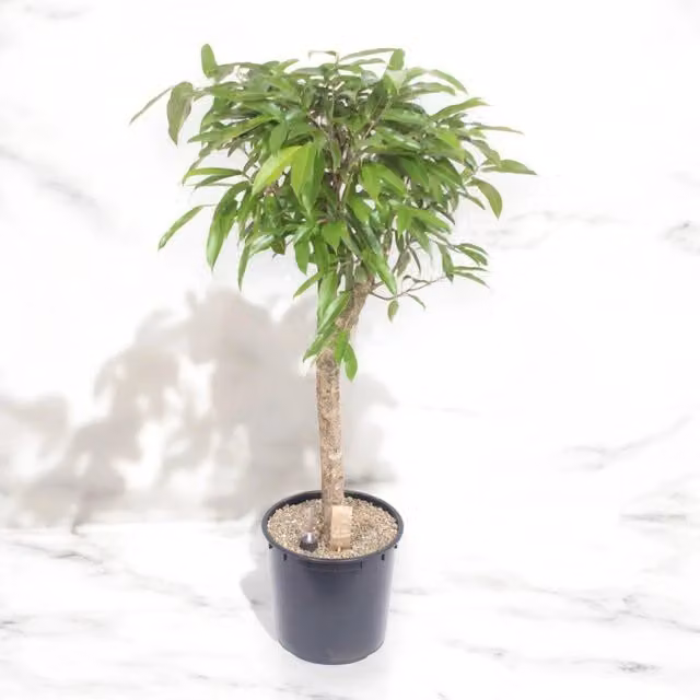 Gardenaria Ficus binnendijkii Amstel king - Pianta da interno ornamentale con foliage verde, Altezza: 130 cm