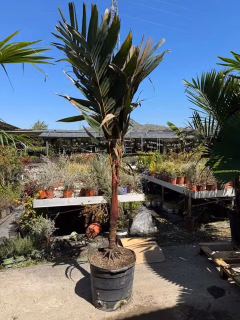 Palma tropicale Areca vestiaria con vaso inclusa da Vivaio Garden Forest, Altezza: 200 cm, Diametro vaso: 45 cm