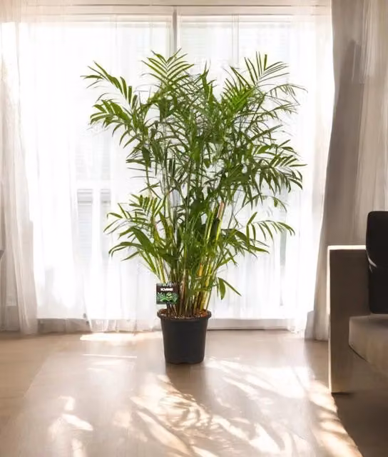 Chamaedorea seifrizii Gardenaria Palm, Pianta da interno ornamentale verde, Altezza: 160 cm